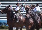 Pferd International 025